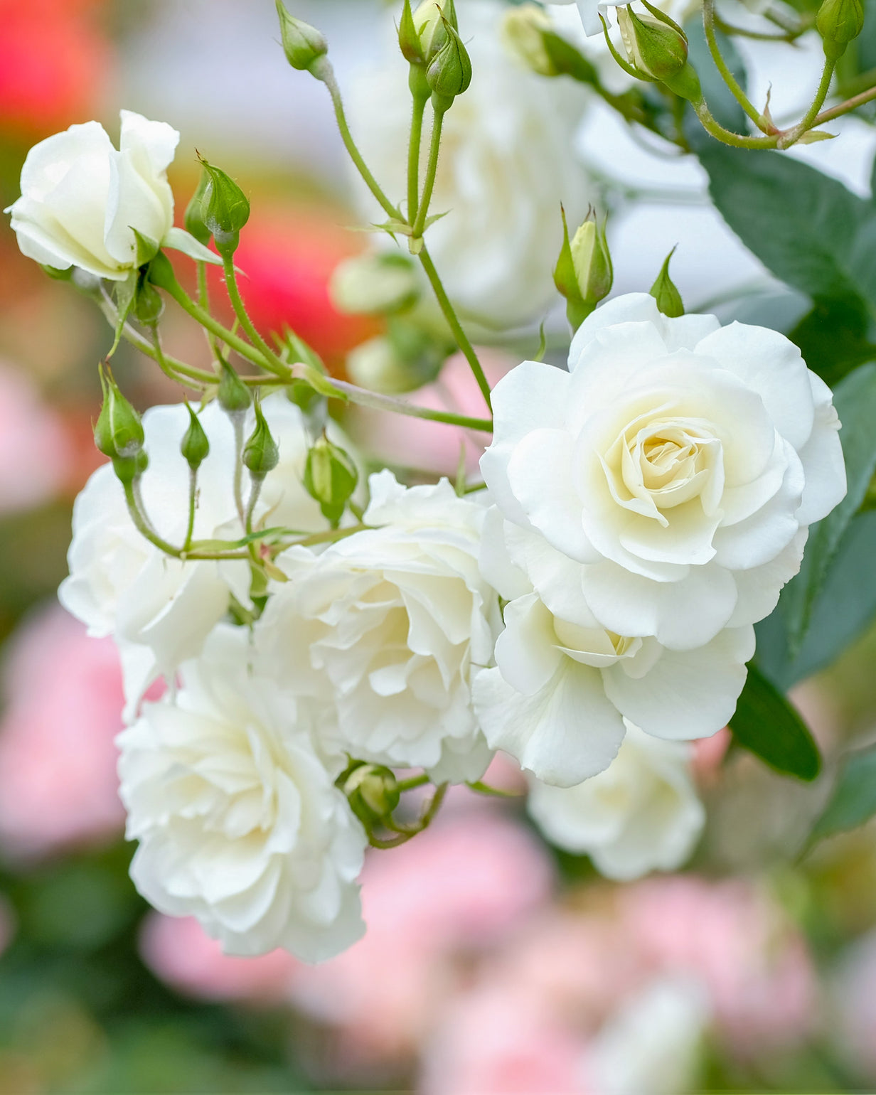 products/Rosa-18.jpg